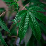 Crete, the New Cannabis Destination img-130.jpg