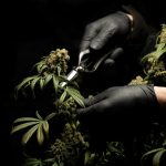 Fast and Discreet Cannabis Delivery in Lyon img-2055.jpg