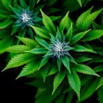 Welcome to the most comprehensive online destination for cannabis, marijuana, hemp, THC, and weed in the European Union img-2059.jpg