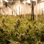 Looking for a reliable way to purchase high‑quality THC vape in Stuttgart? img-2087.jpg