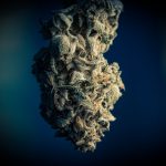 Welcome to the premier cannabis store in Bergen img-2199.jpg