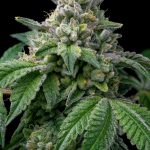 Dortmund Cannabis Dispensary: Your Guide to Legal Marijuana Shopping img-2261.jpg