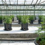 Buy Hashish in Poland: Safe, Legal, and Discreet img-2316.jpg