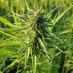 Bonn Cannabis Shop: Your Premier Destination for Cannabis, Marijuana, Hemp, THC, and Weed img-2390.jpg