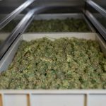 Essen Weed Delivery Near Me img-2439.jpg