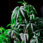Cannabis Delivery in Liverpool img-264.jpg