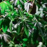 Cannabis Shop Timisoara – Your One-Stop Destination for High-Quality Weed Marijuana Hemp THC Products img-280.jpg