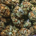 London Cannabis Shop img-2859.jpg