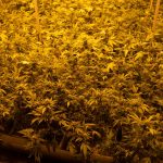 Lyon Cannabis Scene: Dispensaries, Products, and Community img-2960.jpg