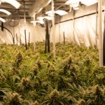 Trusted Cannabis Shop in Szczecin img-3018.jpg